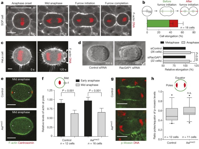 Kinetochore Localized Pp1 Sds22 Couples Chromosome Segregation To Polar Relaxation Nature