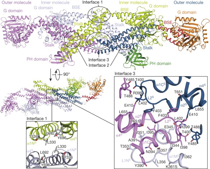 Crystal structure of the dynamin tetramer | Nature