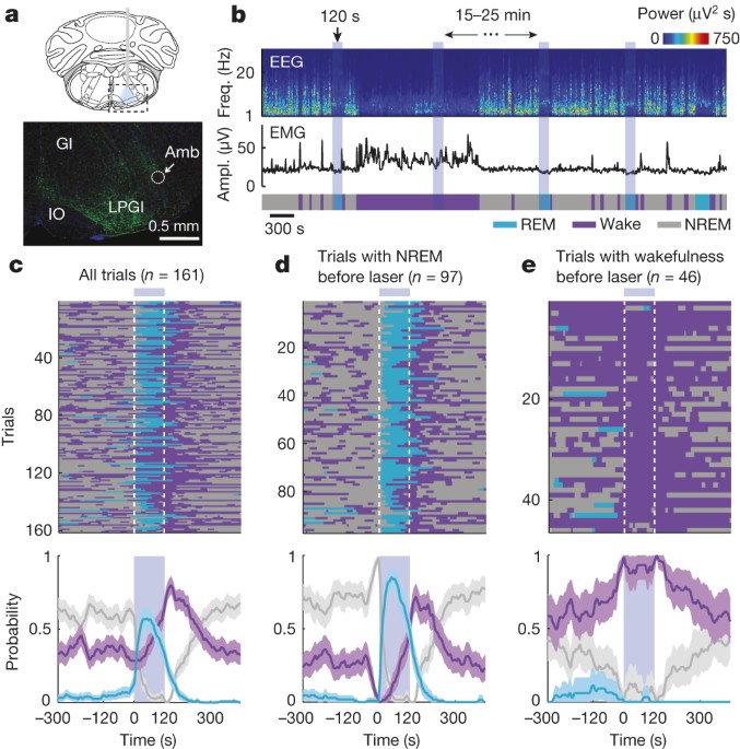 Control of rem sleep by ventral medulla gabaergic neurons