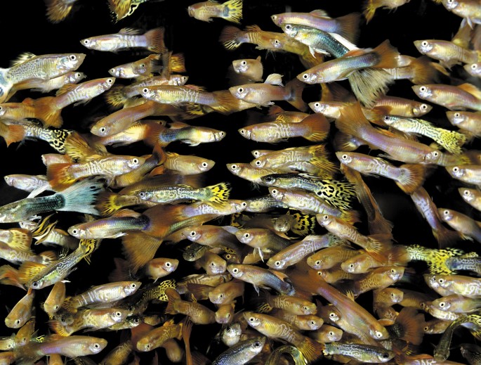 Perplexing effects of phenotypic plasticity