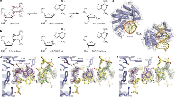 The DNA glycosylase AlkD uses a non-base-flipping mechanism to excise bulky lesions