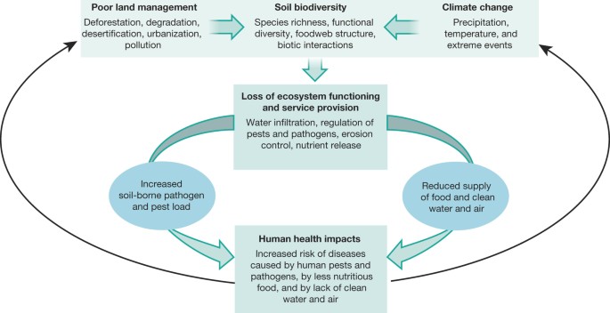 Soil biodiversity and human health | Nature