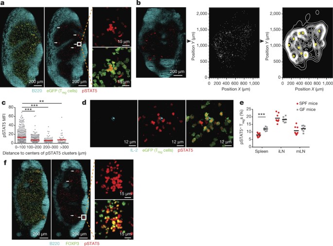 Immune homeostasis enforced by co-localized effector and regulatory t cells
