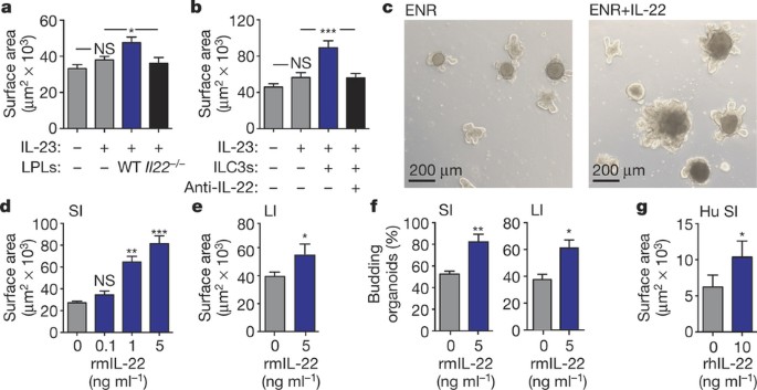 Interleukin 22 Promotes Intestinal Stem Cell Mediated Epithelial Regeneration Nature Interleukin 22 Promotes Intestinal Stem Cell Mediated Epithelial Regeneration Nature