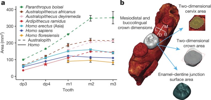 A Simple Rule Governs The Evolution And Development Of Hominin Tooth Size Nature A Simple Rule Governs The Evolution And Development Of Hominin Tooth Size Nature