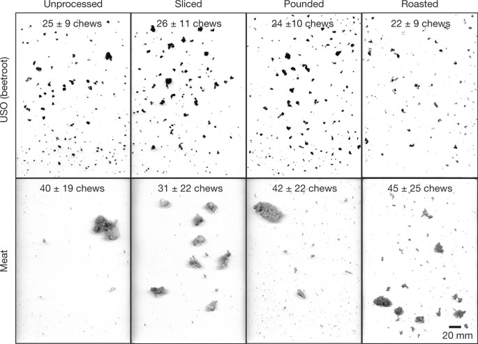 impact of meat and lower palaeolithic food processing techniques on chewing in humans nature