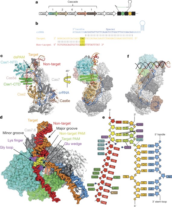 Structural basis for promiscuous PAM recognition in type I–E Cascade from  E. coli | Nature