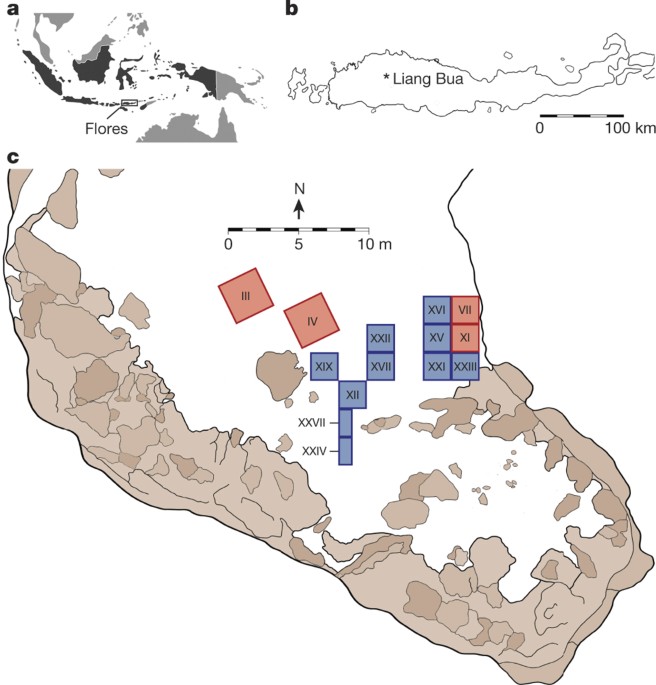 Revised Stratigraphy And Chronology For Homo Floresiensis At Liang