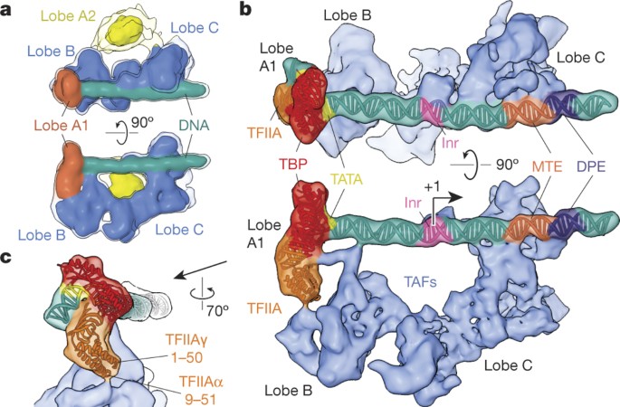 Structure Of Promoter Bound Tfiid And Model Of Human Pre Initiation Complex Assembly Nature Structure Of Promoter Bound Tfiid And Model Of Human Pre Initiation Complex Assembly Nature