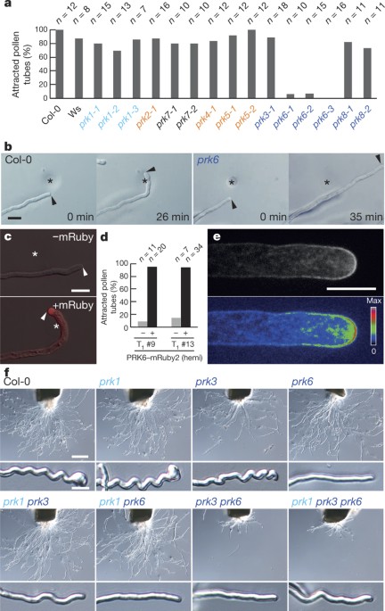 Tip-localized receptors control pollen tube growth and lure sensing in arabidopsis