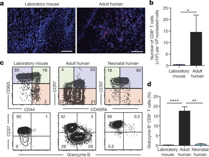 Normalizing the environment recapitulates adult human immune traits in  laboratory mice | Nature