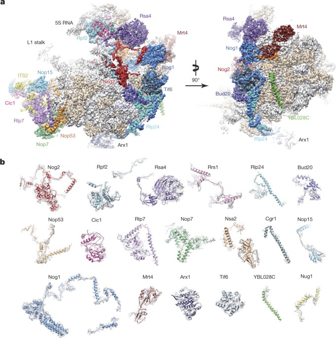 Diverse Roles Of Assembly Factors Revealed By Structures Of Late Nuclear Pre 60s Ribosomes Nature