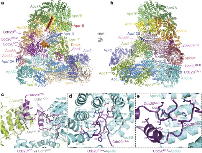 Precipice skraber tetraeder Molecular mechanism of APC/C activation by mitotic phosphorylation | Nature