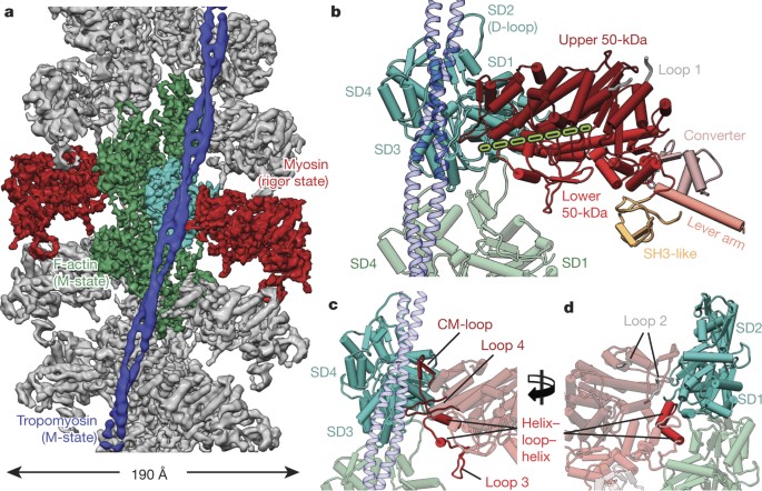 Cryo Em Structure Of A Human Cytoplasmic Actomyosin Complex At Near Atomic Resolution Nature