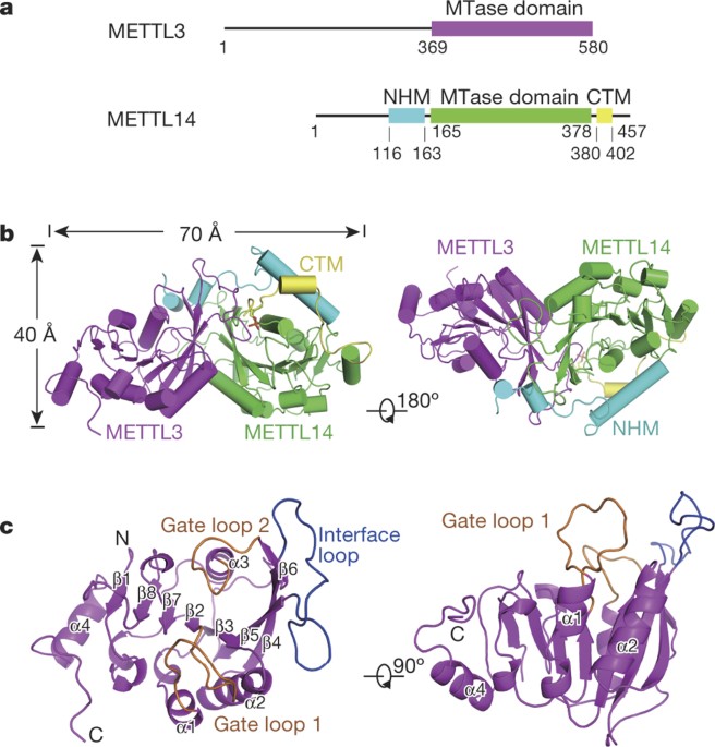 Structural basis of N 6 -adenosine methylation by the METTL3–METTL14  complex | Nature