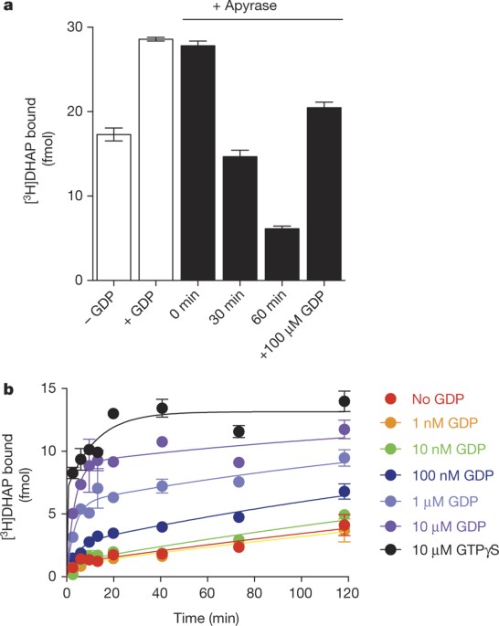 Allosteric coupling from g protein to the agonist-binding pocket in gpcrs