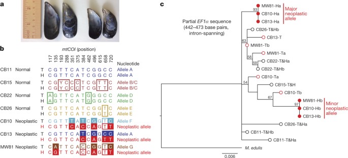 Widespread Transmission Of Independent Cancer Lineages Within Multiple Bivalve Species Nature
