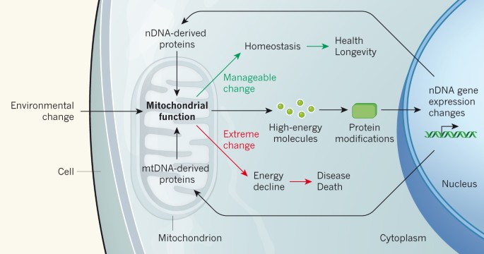 Mitochondrial DNA in evolution and disease