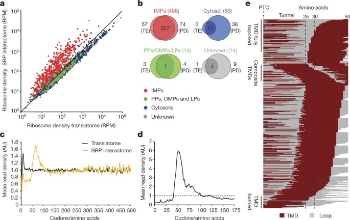 Global Profiling Of Srp Interaction With Nascent Polypeptides Nature
