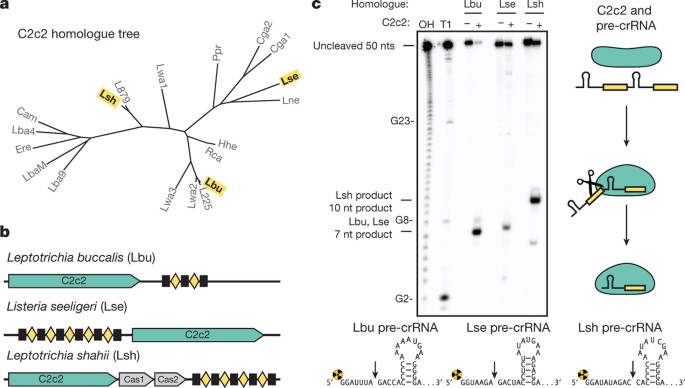 geneious tutorial point mutation study bam file geneious tutorial point mutation study bam file