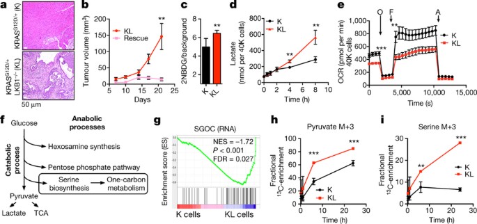 Lkb1 loss links serine metabolism to dna methylation and tumorigenesis
