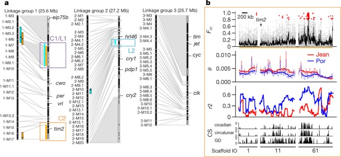 The genomic basis of circadian and circalunar timing adaptations a midge | Nature