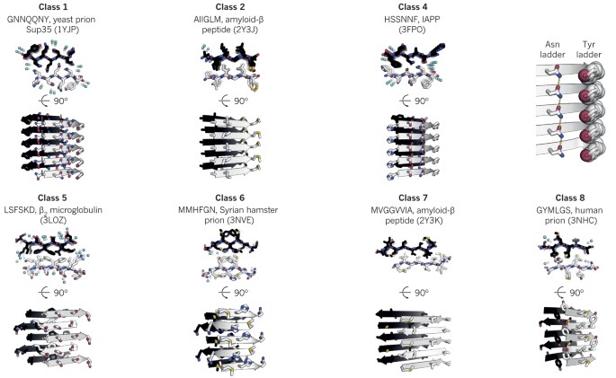 The Activities Of Amyloids From A Structural Perspective Nature
