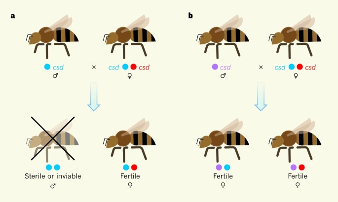 Insect invasions and natural selection | Nature