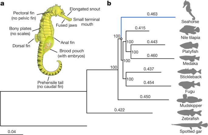 The Seahorse Genome And The Evolution Of Its Specialized Morphology | Nature