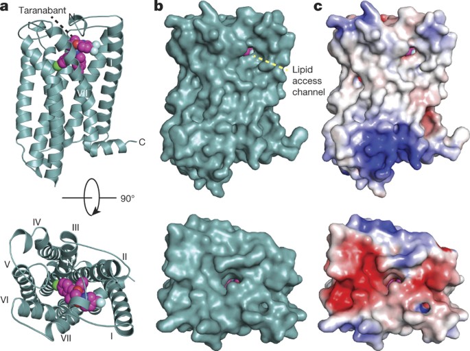 High-resolution crystal structure of the human CB1 cannabinoid receptor |  Nature