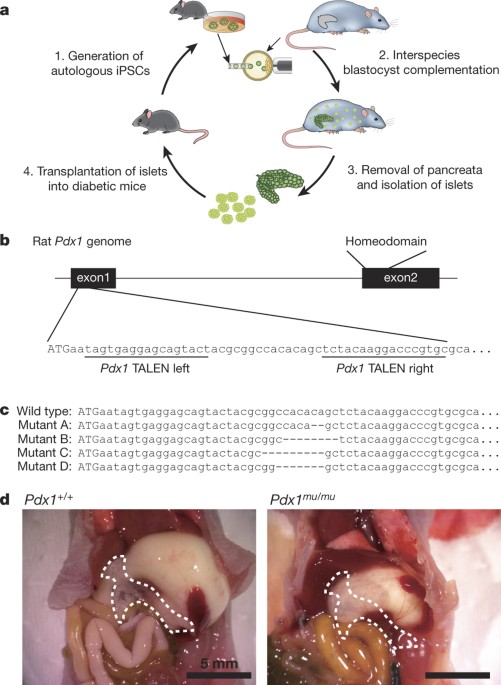 Interspecies Organogenesis Generates Autologous Functional Islets | Nature
