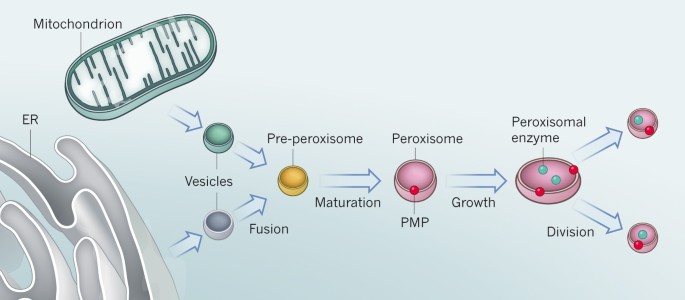 evolution of organelles