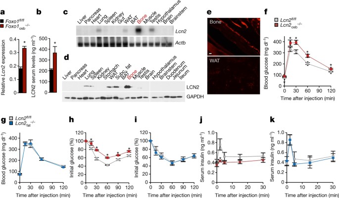 MC4R-dependent suppression of appetite by bone-derived lipocalin 2 | Nature