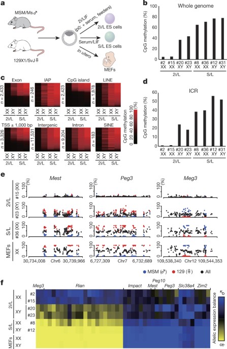 Derivation Of Ground State Female Es Cells Maintaining Gamete Derived Dna Methylation Nature