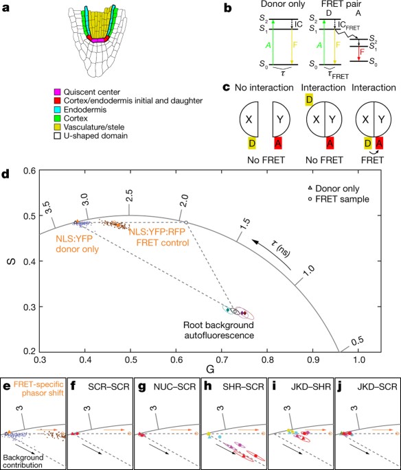 Fluorophore Chart