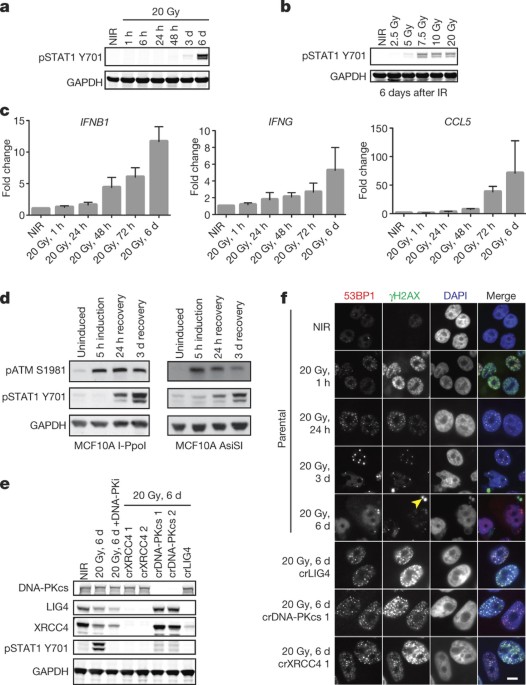mitotic progression following dna