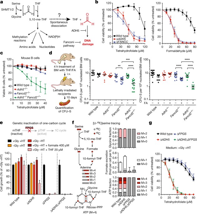 Mammals Divert Endogenous Genotoxic Formaldehyde Into One Carbon Metabolism Nature
