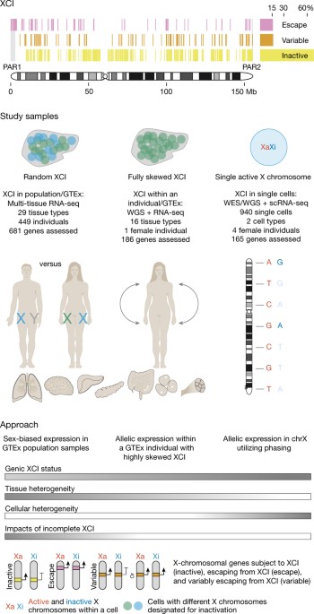 Landscape of X chromosome inactivation across human tissues | Nature
