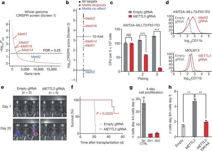 Resten maler lava Promoter-bound METTL3 maintains myeloid leukaemia by m6A-dependent  translation control | Nature