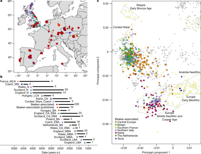 The Beaker phenomenon and the genomic transformation of northwest Europe |  Nature