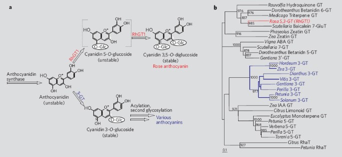 biosynthesis in roses | Nature