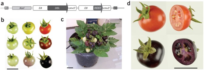 Enrichment of tomato fruit with health-promoting anthocyanins by expression  of select transcription factors | Nature Biotechnology