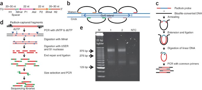 41 Unique Bisulfite sequencing primer design 