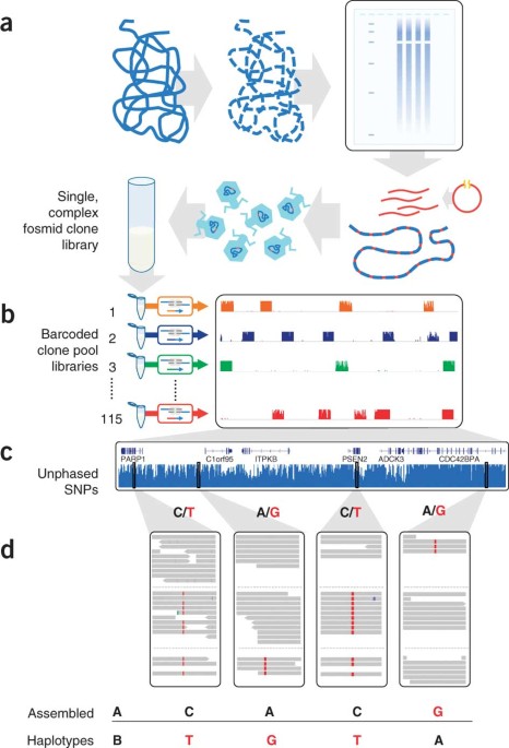 Haplotype-resolved genome sequencing of a gujarati indian individual