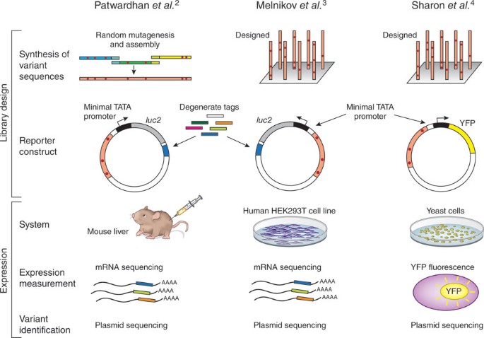 Dissecting genomic regulatory elements in vivo