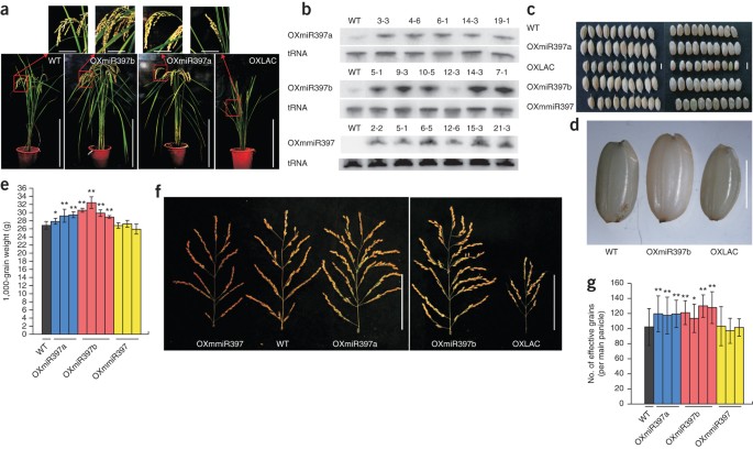 Overexpression of microRNA OsmiR397 improves rice yield by increasing grain  size and promoting panicle branching | Nature Biotechnology