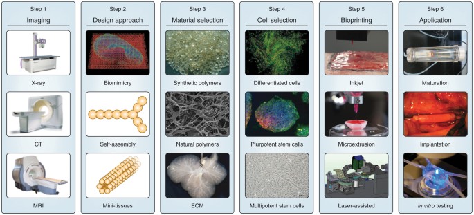 3D bioprinting of tissues and organs | Nature Biotechnology