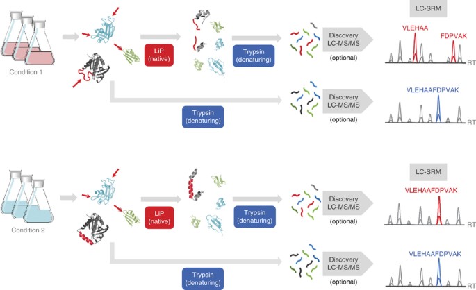 Global analysis of protein structural changes in complex proteomes | Nature  Biotechnology