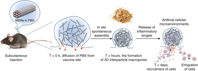 Injectable, spontaneously assembling, inorganic scaffolds modulate 