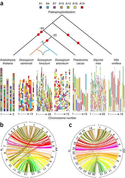 Genome sequence of cultivated Upland cotton (Gossypium hirsutum TM-1)  provides insights into genome evolution